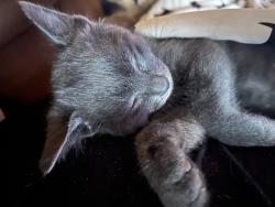 Reunited Male Cat last seen WILMARTH rd, Stockton, CA 95215