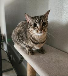 Lost Female Cat last seen 12th and Bryant, Moore, OK 73160