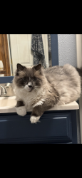 Lost Male Cat last seen Harold and 5th, Luna Pier, MI 48157