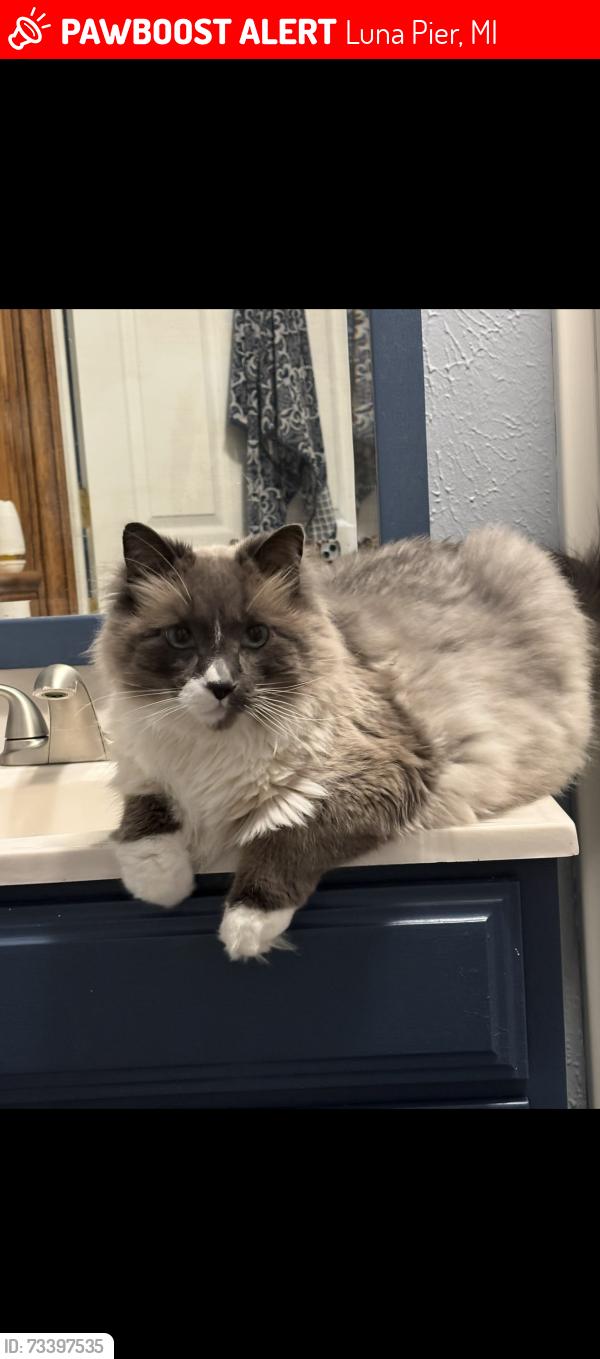 Lost Male Cat last seen Harold and 5th, Luna Pier, MI 48157