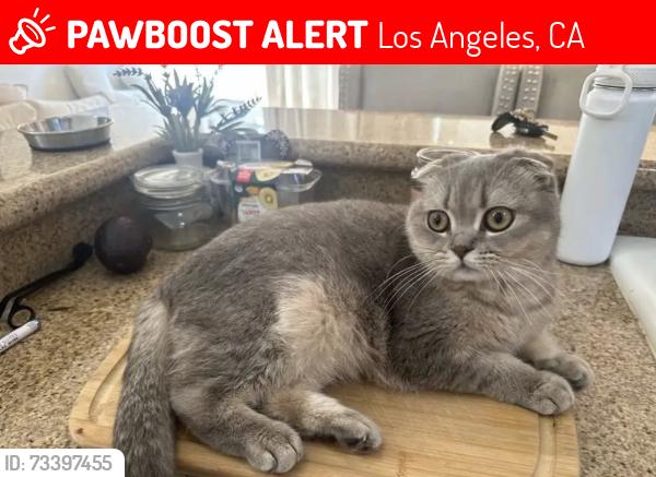 Lost Female Cat last seen Tilden and collins street, Los Angeles, CA 91401