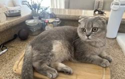 Lost Female Cat last seen Tilden and collins street, Los Angeles, CA 91401