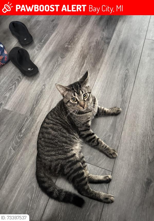 Lost Male Cat last seen Third, Madison and N van buren, Bay City, MI 48708
