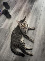 Lost Male Cat last seen Third, Madison and N van buren, Bay City, MI 48708