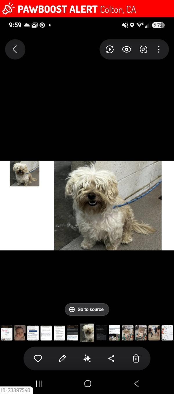 Lost Female Dog last seen Colton Ave, Colton, CA 92324