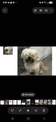 Lost Female Dog last seen Colton Ave, Colton, CA 92324