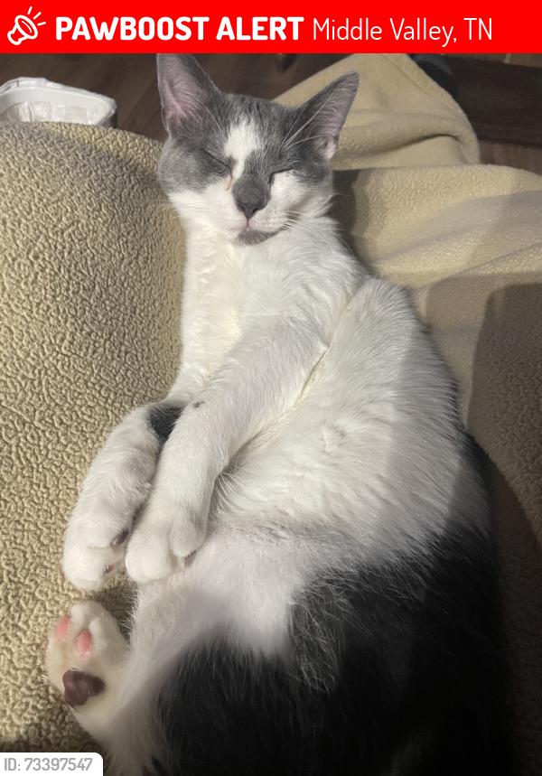 Lost Male Cat last seen Middle Valley around Gann rd, Middle Valley, TN 37343