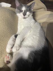 Lost Male Cat last seen Middle Valley around Gann rd, Middle Valley, TN 37343