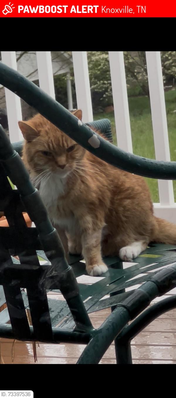 Lost Male Cat last seen Beverly Park Greenway. Tazewell Pike, Knoxville, TN 37918