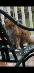 Lost Male Cat last seen Beverly Park Greenway. Tazewell Pike, Knoxville, TN 37918