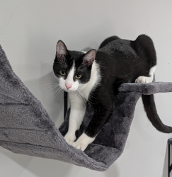 Reunited Male Cat last seen Velarde Drive and Avenida de los Arboles, Thousand Oaks, CA 91360