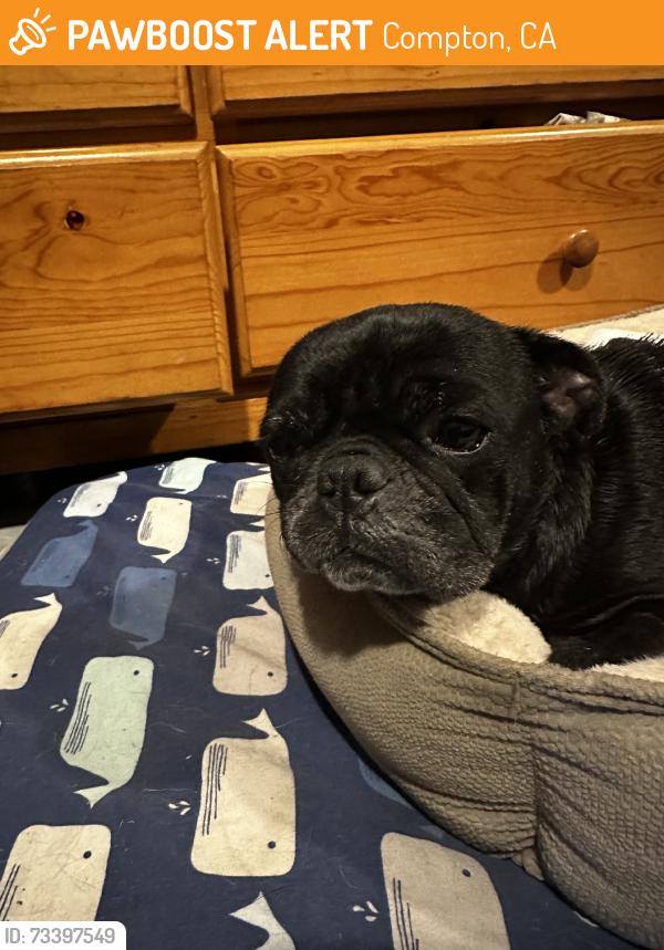 Found/Stray Female Dog last seen Alameda st, Compton, CA 90223