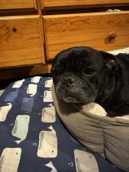 Found/Stray Female Dog last seen Alameda st, Compton, CA 90223