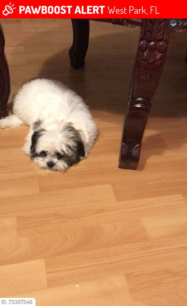 Lost Female Dog last seen SW 37th Terrace and 30th Street, West Park, FL 33023