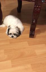 Lost Female Dog last seen SW 37th Terrace and 30th Street, West Park, FL 33023
