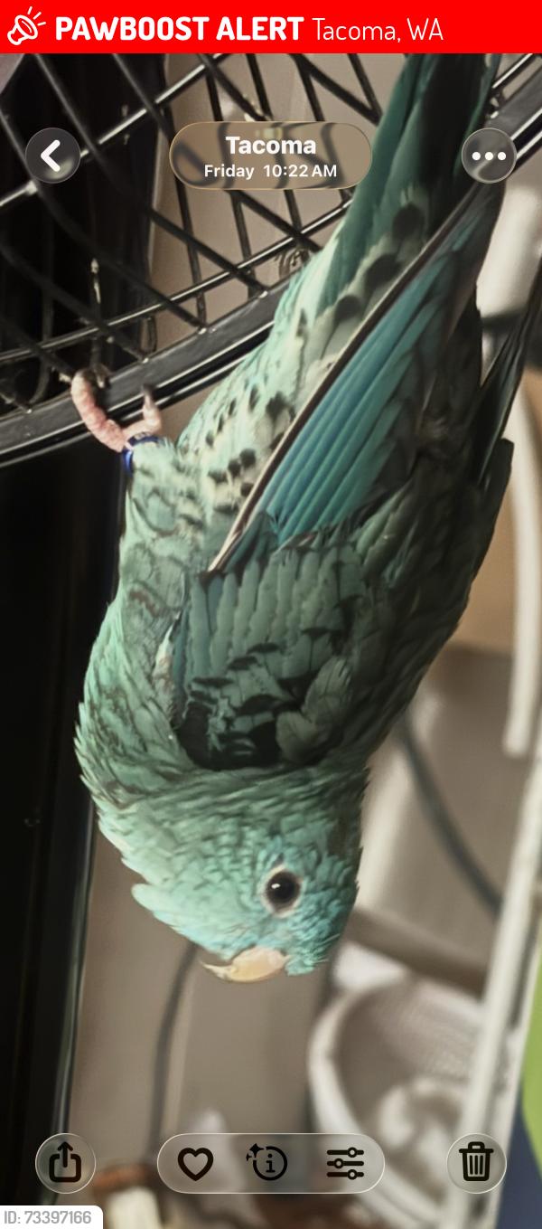 Lost Female Bird last seen 77th And Montgomery. Flying towards Tacoma Mall Boulevard., Tacoma, WA 98409