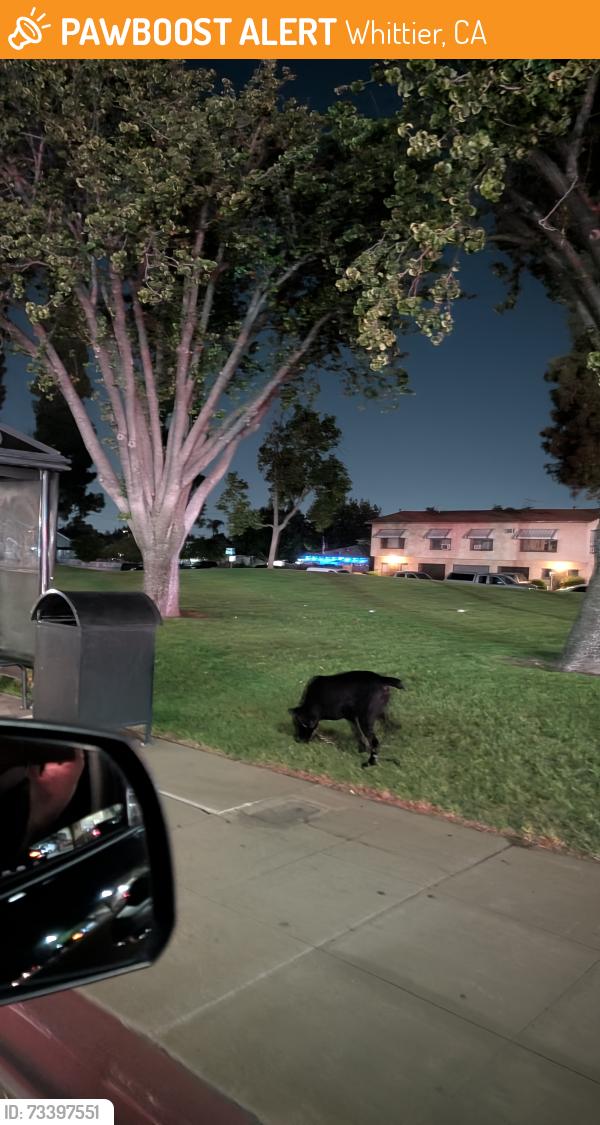 Found/Stray Unknown Dog last seen Norwalk blvd, Whittier, CA 90606
