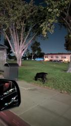 Found/Stray Unknown Dog last seen Norwalk blvd, Whittier, CA 90606