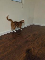 Reunited Unknown Cat last seen Near Roosevelt Way NE, Seattle, WA 98105, Seattle, WA 98105