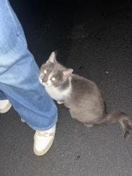 Found/Stray Unknown Cat last seen St. Anne’s Church, Pittsburgh, PA 15234