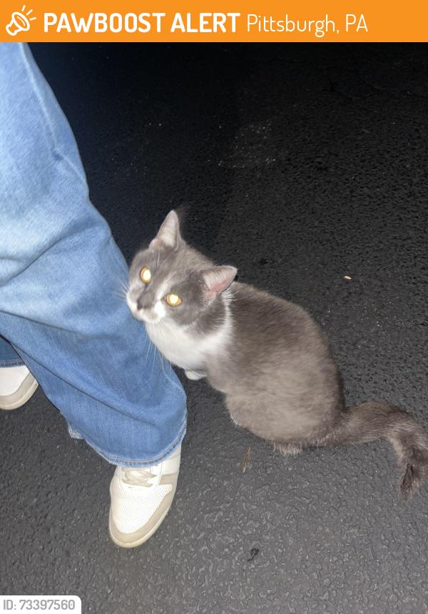 Found/Stray Unknown Cat last seen St. Anne’s Church, Pittsburgh, PA 15234