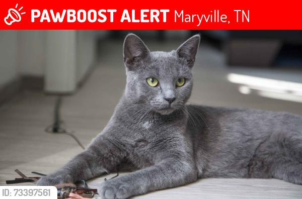 Lost Female Cat last seen Near leconte drive, Maryville, TN 37803
