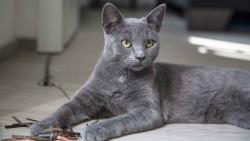 Lost Female Cat last seen Near leconte drive, Maryville, TN 37803