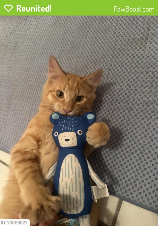 Reunited Male Cat last seen College terraces, Los Gatos, CA 95030
