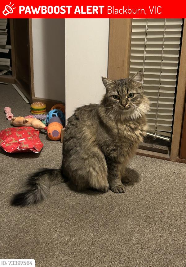 Lost Female Cat last seen Near Box Hill cemetery, Blackburn, VIC 3130