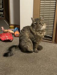 Lost Female Cat last seen Near Box Hill cemetery, Blackburn, VIC 3130