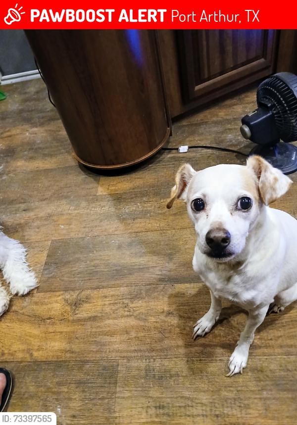 Lost Male Dog last seen Hwy 69 by waffle hse, Port Arthur, TX 77642