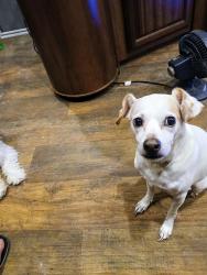 Lost Male Dog last seen Hwy 69 by waffle hse, Port Arthur, TX 77642