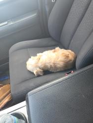 Reunited Male Dog last seen 87th Ave & Cactus, Peoria, AZ 85381