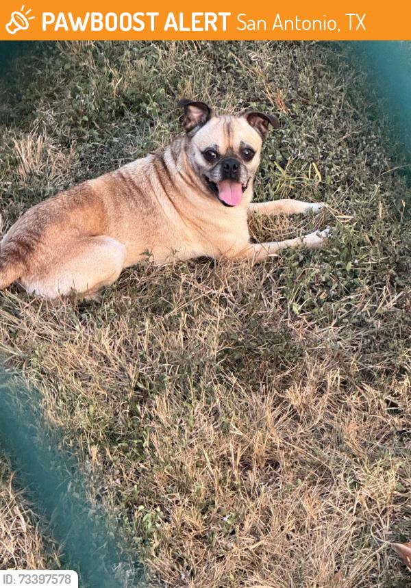 Found/Stray Male Dog last seen Woodlawn and 36th intersection near the big star corner store, San Antonio, TX 78228