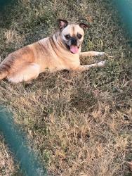 Found/Stray Male Dog last seen Woodlawn and 36th intersection near the big star corner store, San Antonio, TX 78228