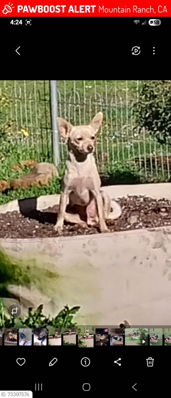 Lost Female Dog last seen Swiss Ranch road, Mountain Ranch, CA 95246