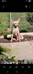 Lost Female Dog last seen Swiss Ranch road, Mountain Ranch, CA 95246