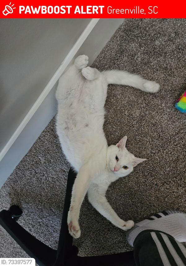 Lost Male Cat last seen Maa innovation apmts, Greenville, SC 29607