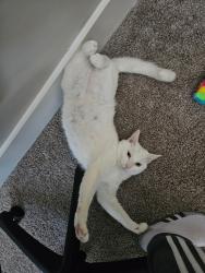 Lost Male Cat last seen Maa innovation apmts, Greenville, SC 29607