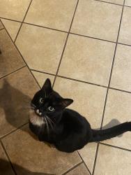 Lost Male Cat last seen Lansing ave NE, Salem, OR 97301