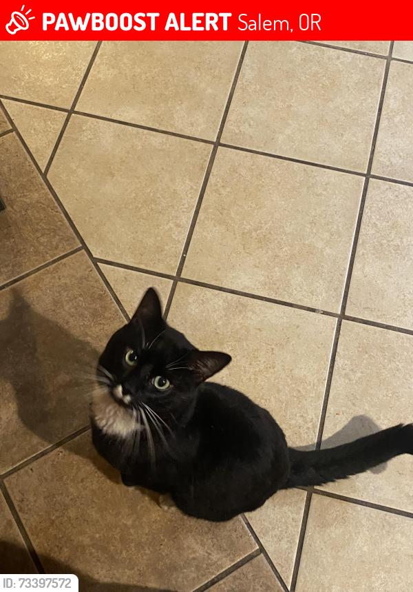 Lost Male Cat last seen Lansing ave NE, Salem, OR 97301