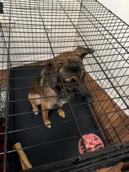 Reunited Male Dog last seen Found on corner of Capistrano & San Rafael, Oceanside, CA 92058