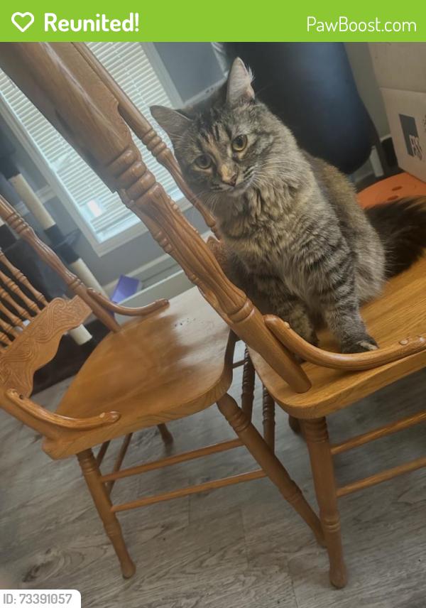 Reunited Female Cat last seen Near Admiralty Way, Everett, WA 98204, USA, Everett, WA 98204