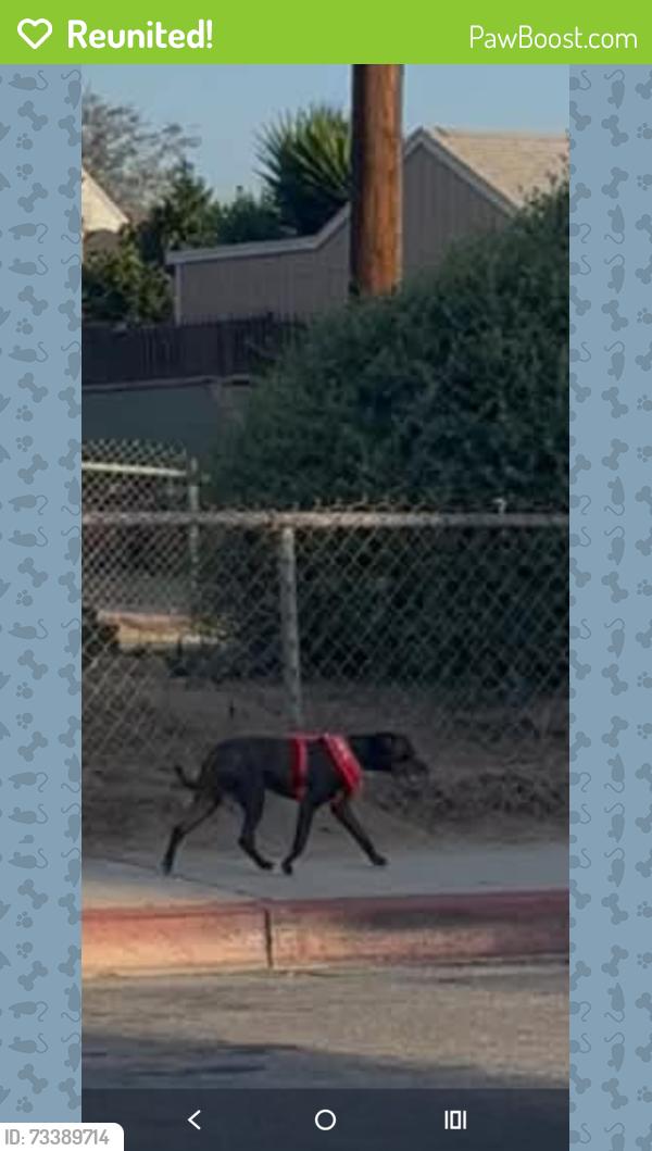 Reunited Male Dog last seen BULLIS AND CARLIN, Compton, CA 90221