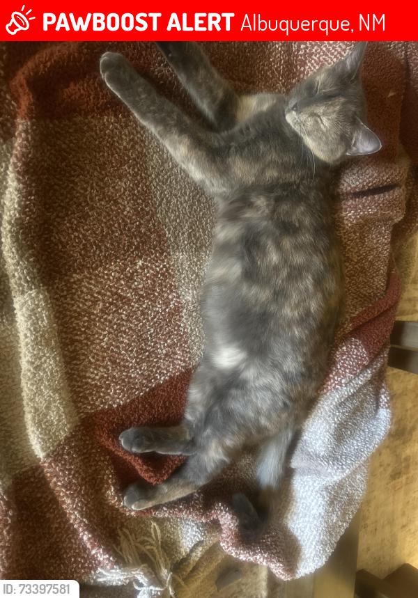 Lost Female Cat last seen petroglyphs, Albuquerque, NM 87120