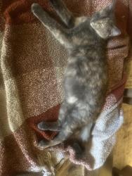 Lost Female Cat last seen petroglyphs, Albuquerque, NM 87120