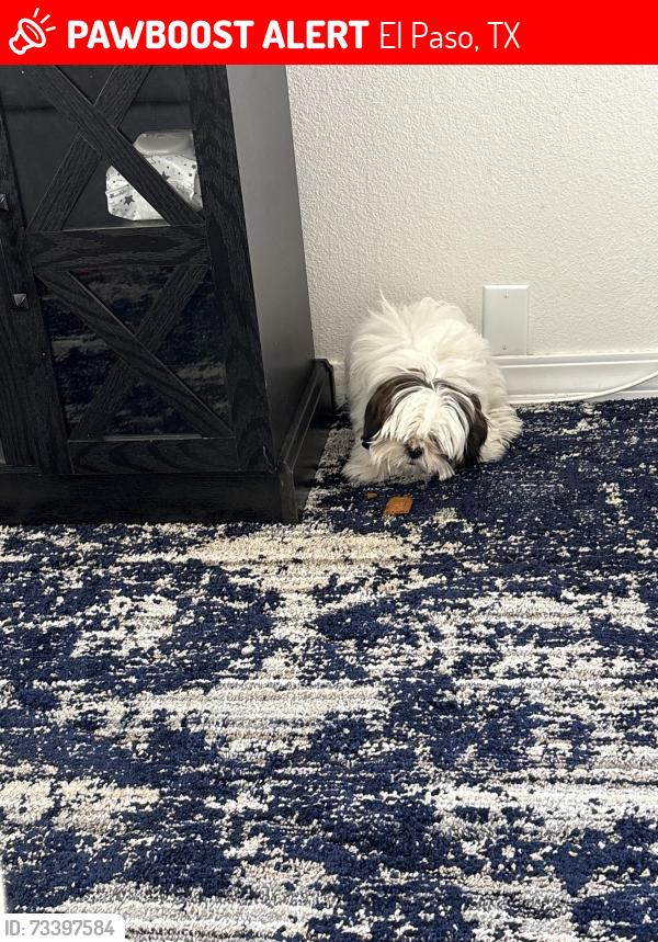 Lost Female Dog last seen La Vona & Hoop St., El Paso, TX 79932