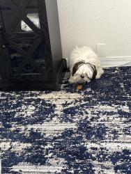 Lost Female Dog last seen La Vona & Hoop St., El Paso, TX 79932