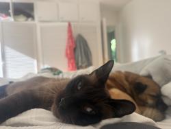 Lost Male Cat last seen Malaga cove plaza, Palos Verdes Estates, CA 90274