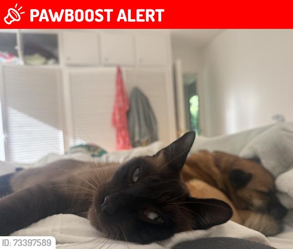 Lost Male Cat last seen Malaga cove plaza, Palos Verdes Estates, CA 90274